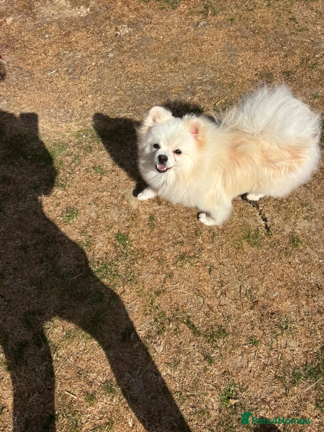 Pomeranian dogs for sale: Pomeranian  - Advert 2