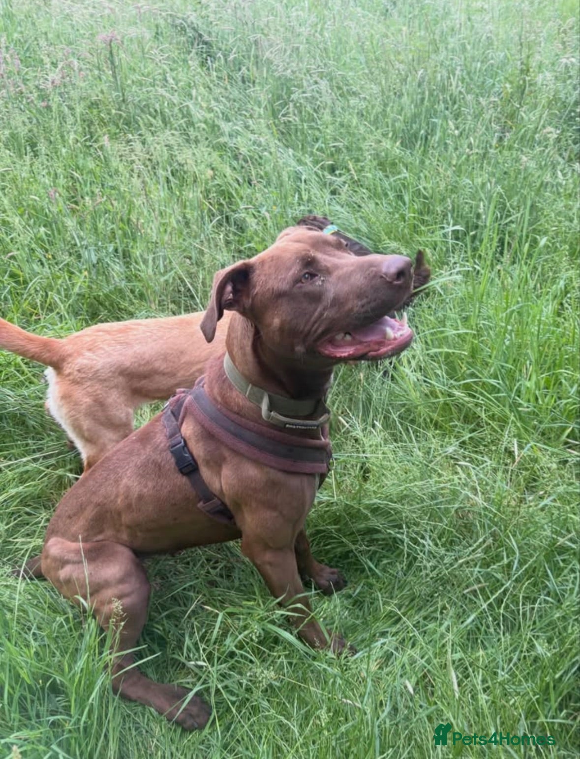 Mixed Breed dogs Teddy - Advert 1