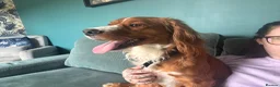 Cocker Spaniel dogs for sale: 2 year old male Cocker Spaniel - Advert 3