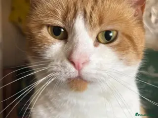 Mixed Breed cats Bella is a young cat very loving and playful - Advert 1