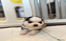 Pomsky dogs for sale: Lilac sired F2 masked Pomsky blue eyes  - Image 34