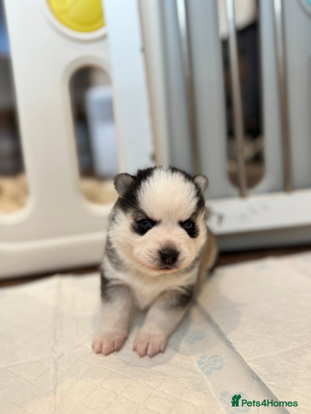 Pomsky dogs for sale: Lilac sired F2 masked Pomsky blue eyes  - Image 34