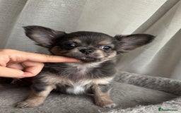 Chihuahua dogs for sale: XXS Tiny Chihuahua Long,Last Girl,Merle Blue Eye - Image 13