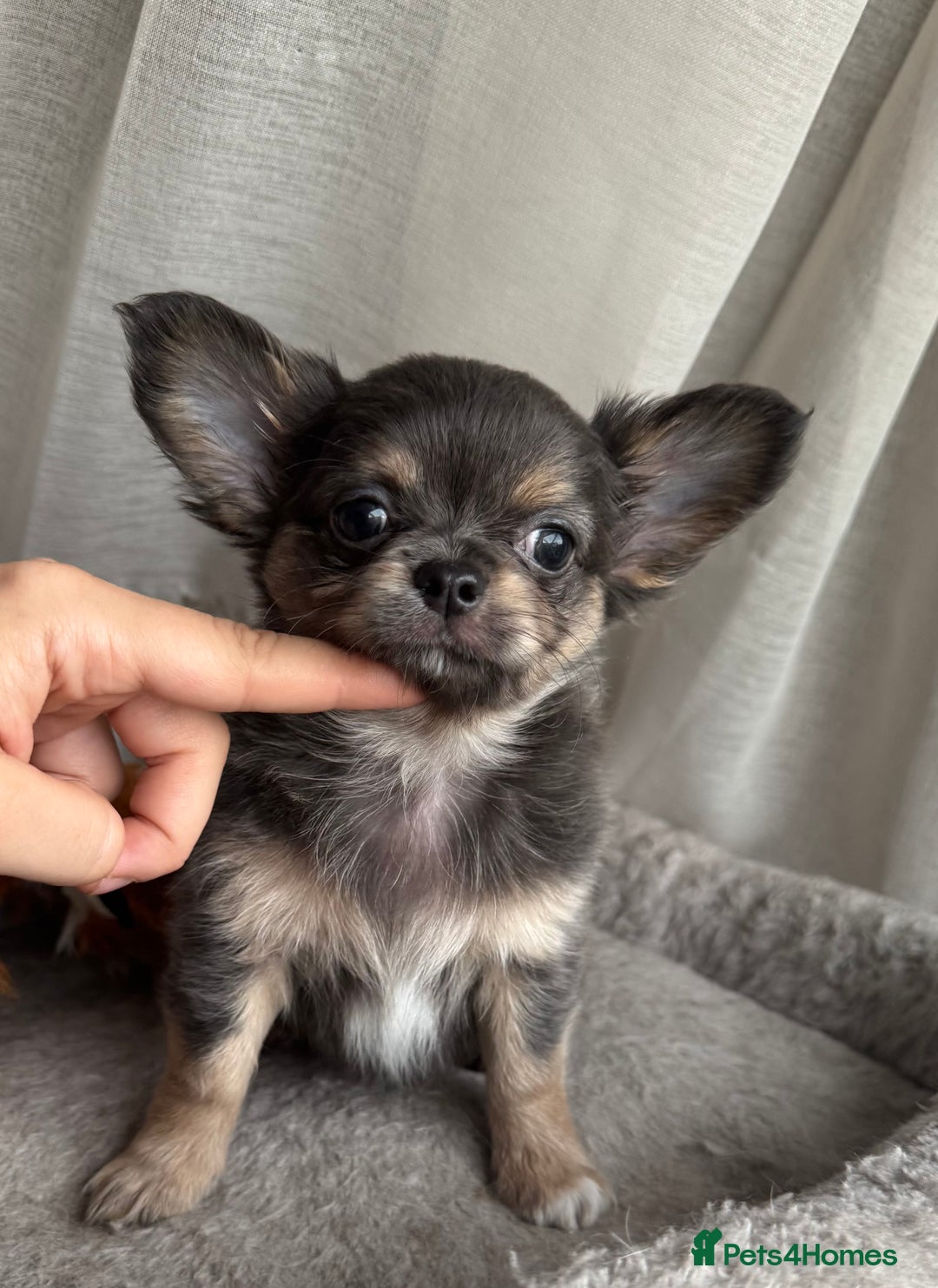 Chihuahua dogs for sale: XXS Tiny Chihuahua Long,Last Girl,Merle Blue Eye - Image 13