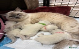 Ragdoll cats for sale: 🐾 5 Beautiful Ragdoll Kittens - Parents GCCF 🐾 - Image 1