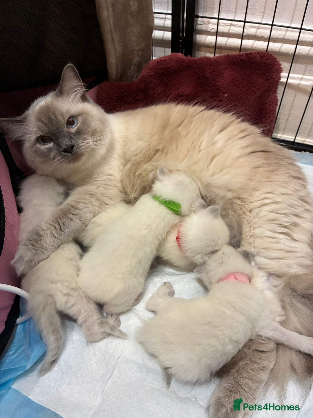 Ragdoll cats for sale: 🐾 5 Beautiful Ragdoll Kittens - Parents GCCF 🐾 - Image 1