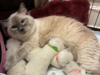 Ragdoll cats - Advert 13