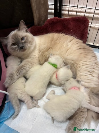 Ragdoll cats - Advert 6