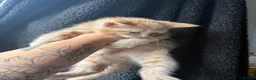 Mixed Breed cats for sale: Beautiful litter of kittens  - Advert 10