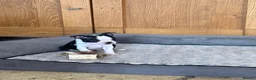 Boston Terrier dogs for sale: Stunning Boston Terrier Puppies  - Advert 4