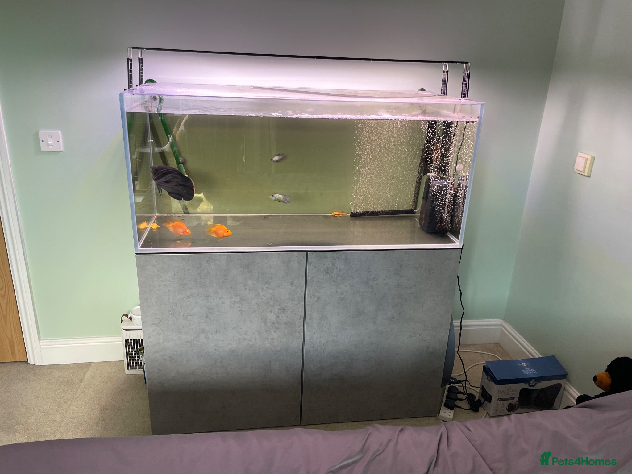 Angelfish fish 300 litre tropical fish tank  - Advert 2