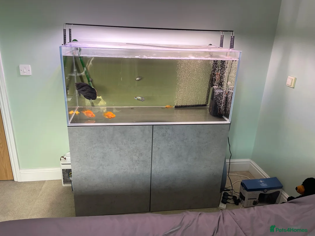 Angelfish fish for sale: 300 litre tropical fish tank  in High Wycombe - Advert 2