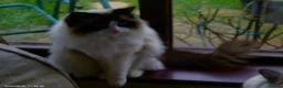 Ragdoll cats for sale: 2 Beautiful Ragdolls in need of rehoming - Advert 28