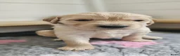 Golden Retriever dogs for sale: KC Golden Retriever Puppies ready in 10 days  - Advert 10