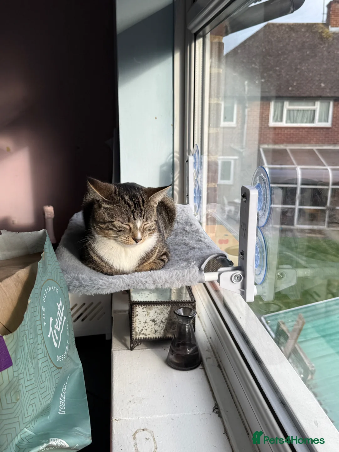 Domestic Shorthair cats for sale: 4 beautiful tabby kittens.   - Advert 1