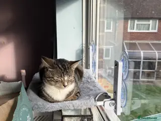 Domestic Shorthair cats 4 beautiful tabby kittens. - Advert 5