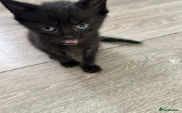 Mixed Breed cats for sale: Beautiful little long haired fluffy black kittens - Image 8