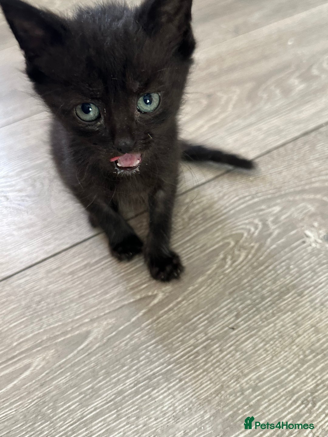 Mixed Breed cats for sale: Beautiful little long haired fluffy black kittens - Image 8