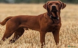Labrador Retriever dogs for sale: Fox Red Labrador Puppies Health Tested - Image 15