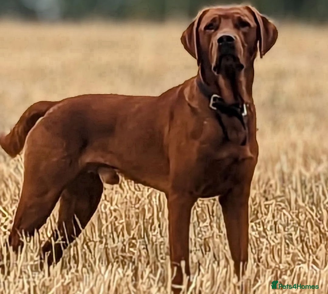 Labrador Retriever dogs for sale: Fox Red Labrador Puppies Health Tested - Image 15