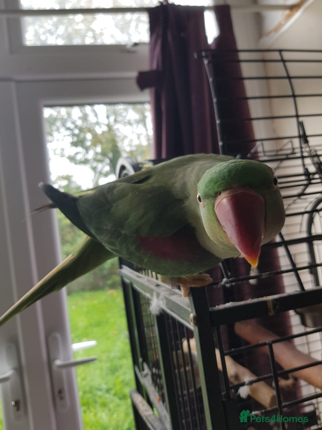 Parakeets birds for sale: Peggy  - Advert 4