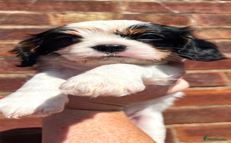 Cavalier King Charles Spaniel dogs - Advert 3