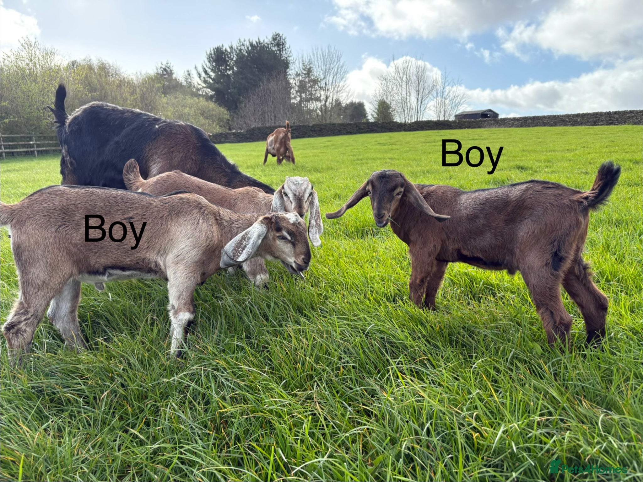 Goats livestock 2 Male Pedigree Anglo Nubian kids  - Advert 4