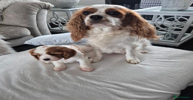 Cavalier King Charles Spaniel dogs - Advert 8