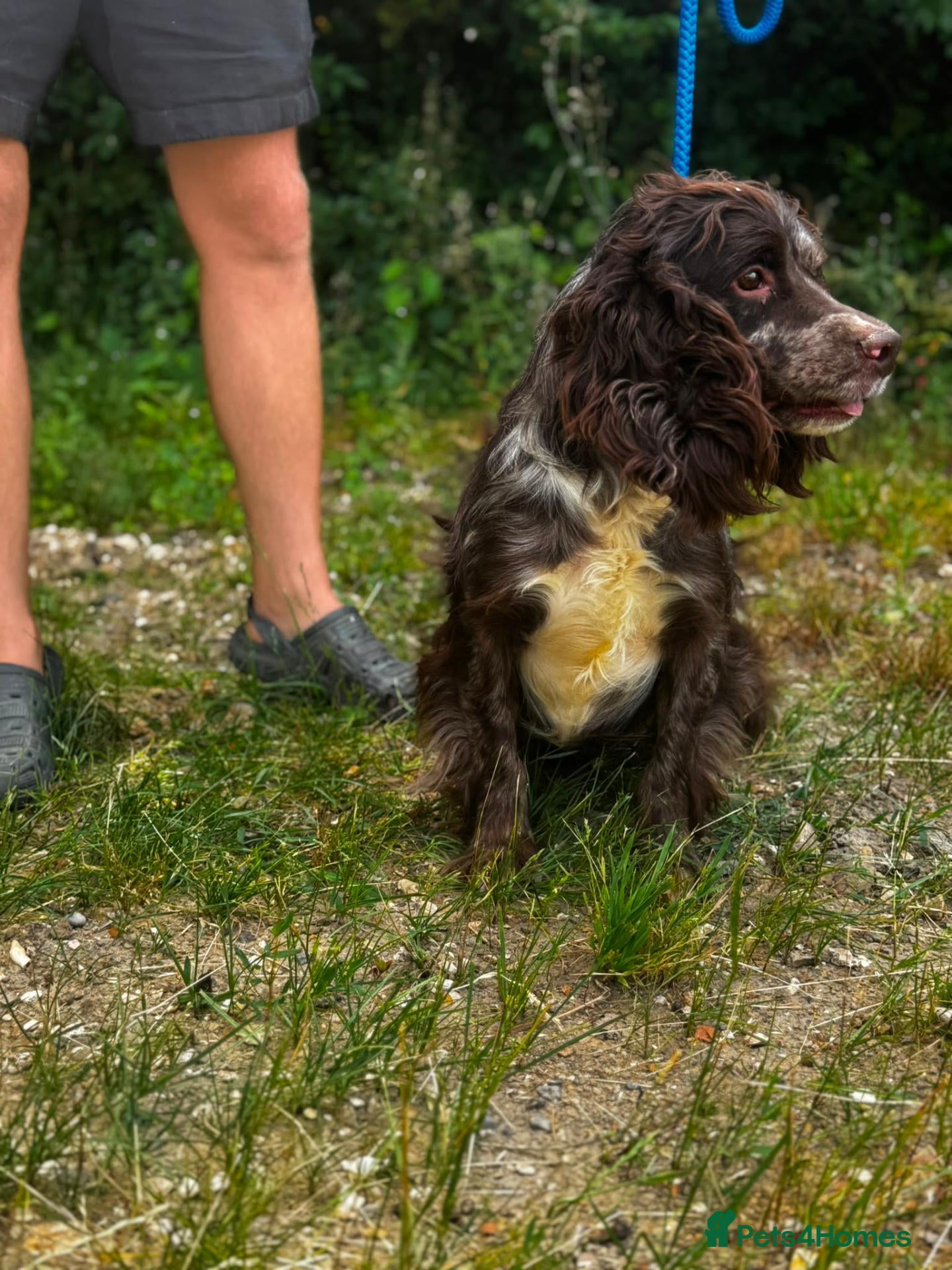 Cocker Spaniel dogs Cocker Spaniel for sale (merle) - Advert 6
