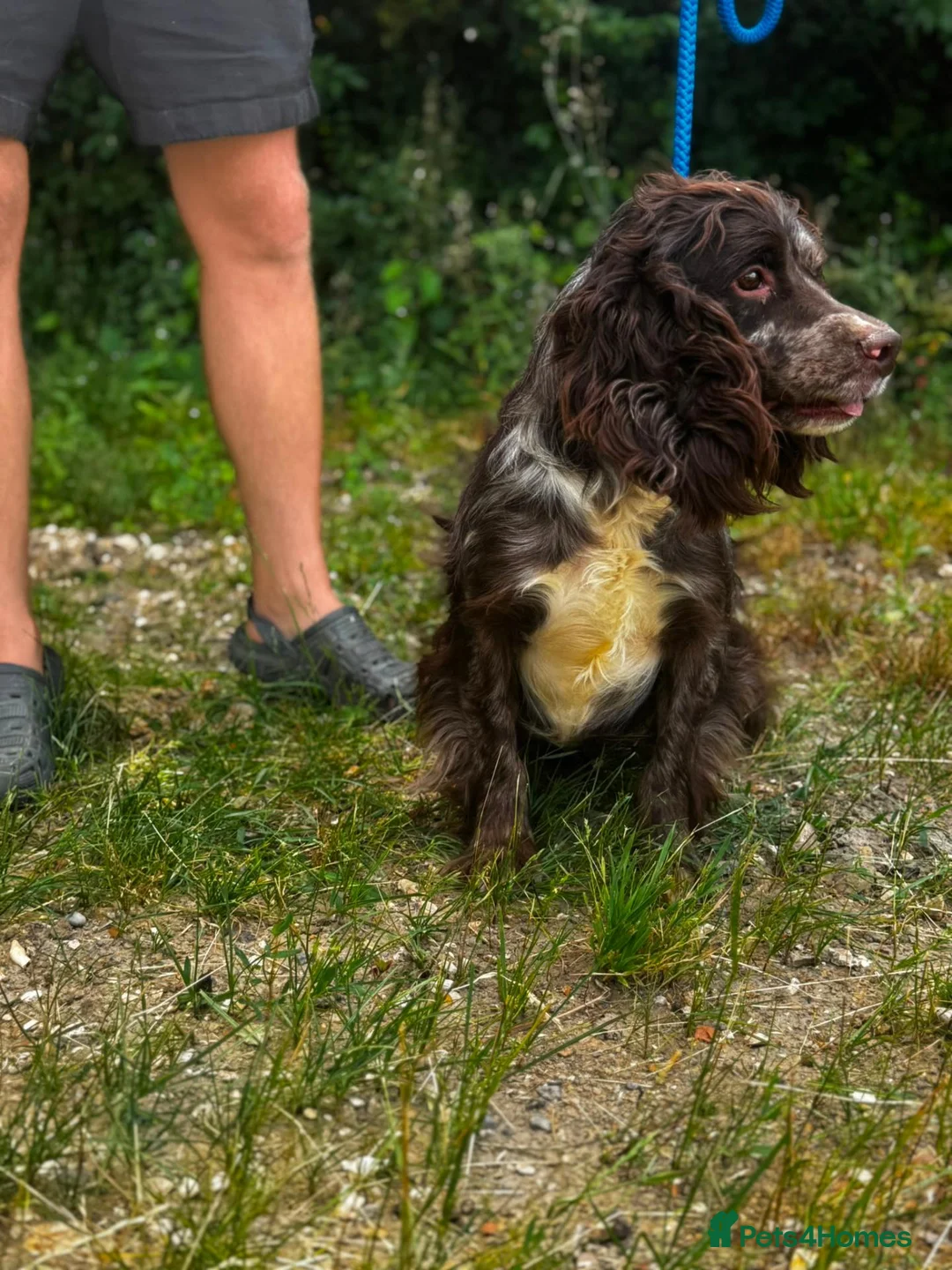 Cocker Spaniel dogs for sale: Cocker Spaniel for sale (merle) - Advert 1