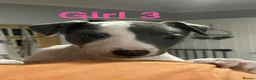 Whippet dogs for sale: Blue and white whippet puppies  in March - Advert 13