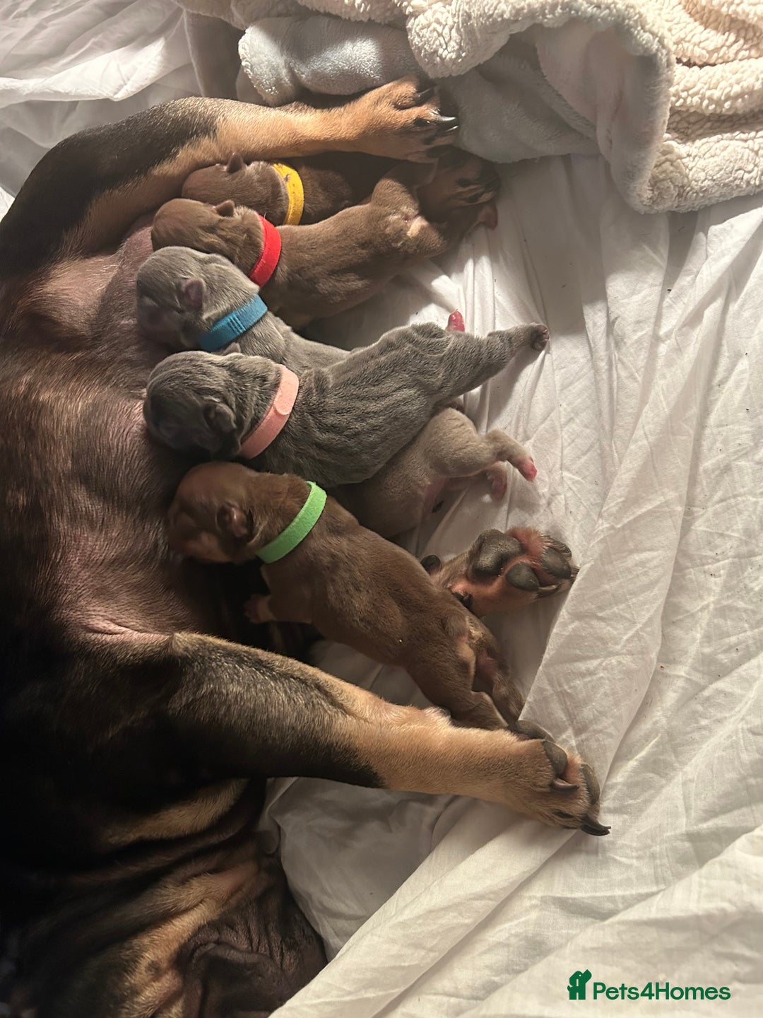 French Bulldog dogs for sale: 5* beautiful French bulldogs left ready to go 🏡 - Image 17