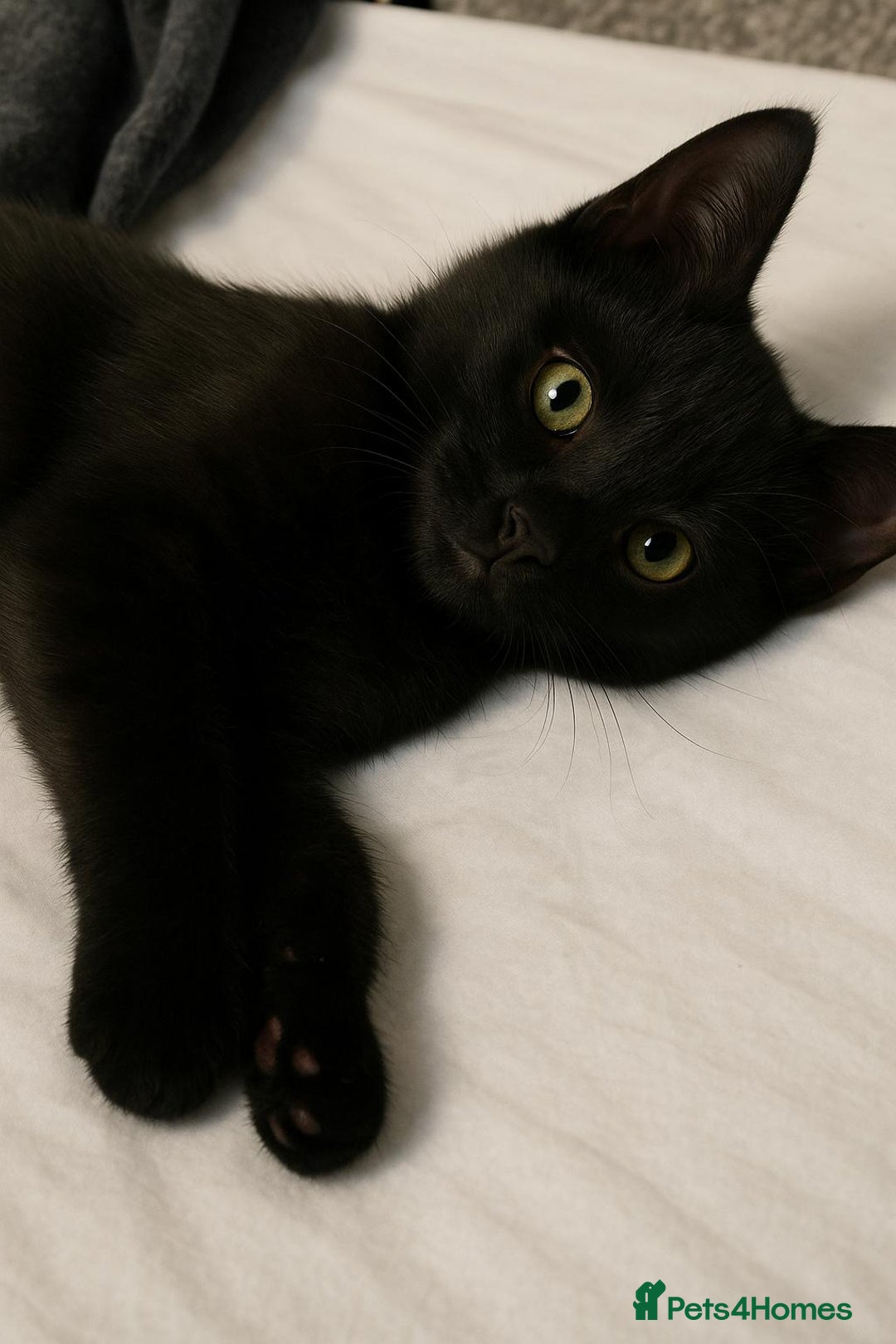 European cats for sale: URGENT: 10‑Week‑Old Tabby Needs Forever Home. - Image 5