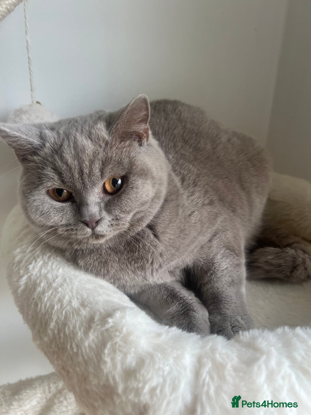 British Shorthair cats for sale: GCCF Registered Lilac British Shorthair Boy - Image 22