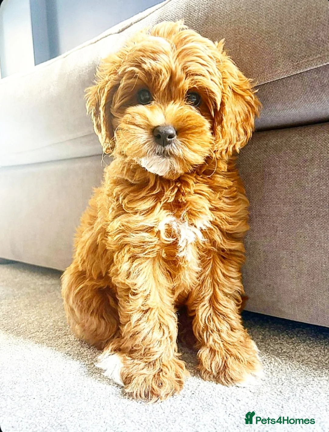 Labradoodle dogs for sale:  Australian labradoodles miniature  - Advert 1