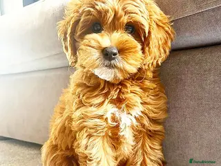 Labradoodle dogs Miniature Australian labradoodles - Advert 11