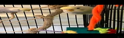 Budgerigars birds for sale: Two female budgies 5 month old - Advert 3