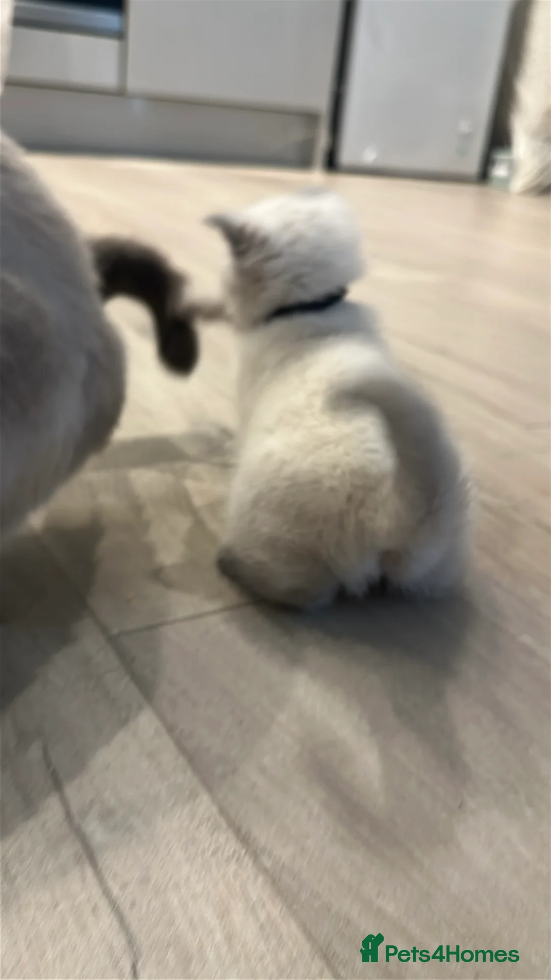 Mixed Breed cats for sale: Beautiful Ragdoll x BSH Kittens – 4 Available - Advert 16