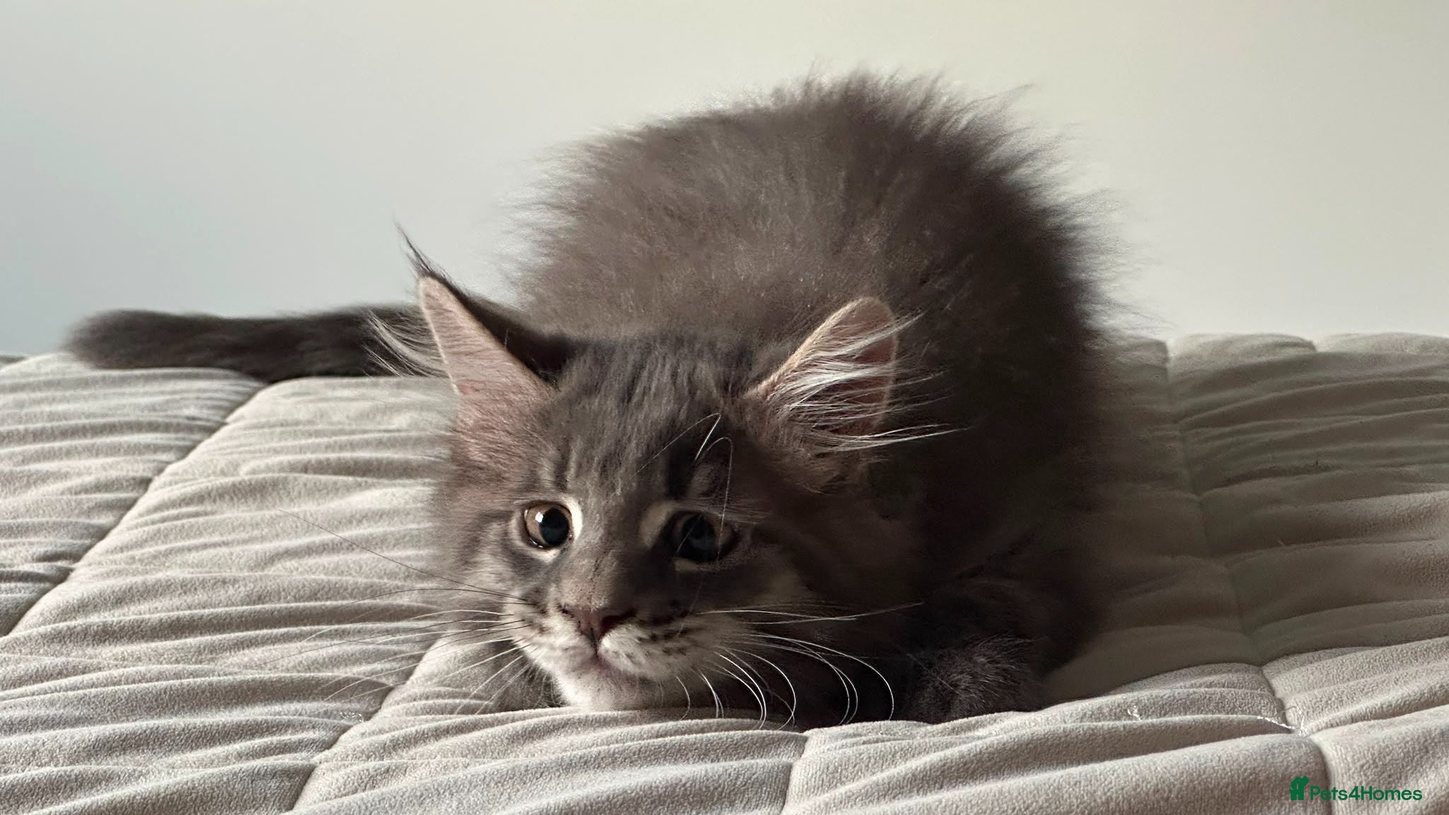Maine Coon cats MAINE COON SILVER BOY KITTEN FOR SALE - Advert 5