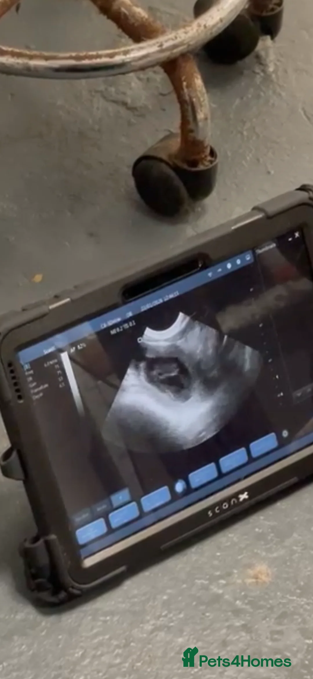 Great Dane dogs for sale: KC registered Great Dane pups due soon. - Advert 2