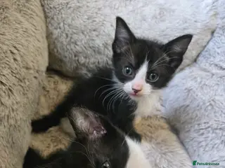 Mixed Breed cats REDUCED sphynx babies ONE BOY AND GIRL - Advert 19