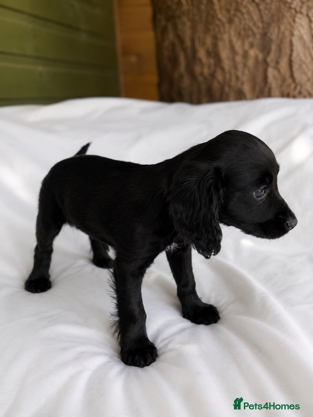 Mixed Breed dogs REDUCED Cavacockpoos ready to leave now!  - Advert 2