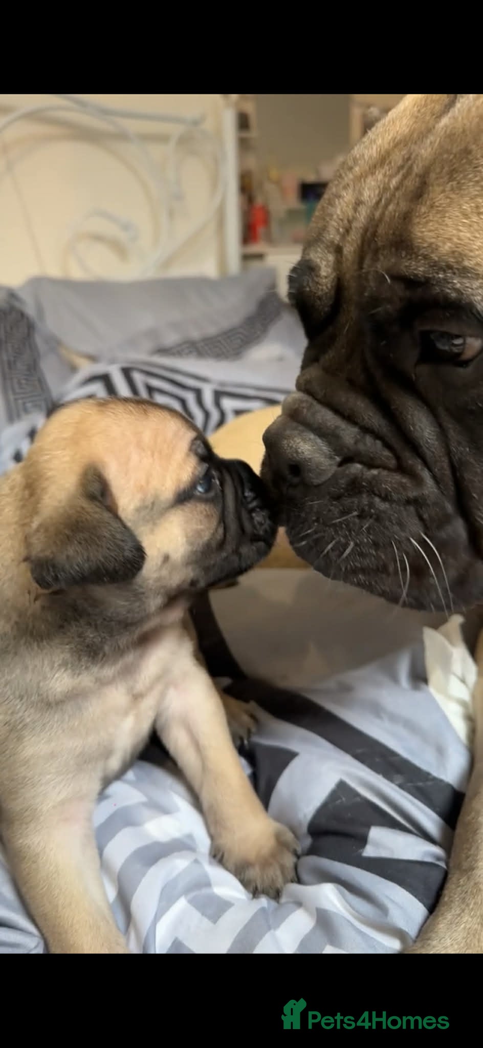 Bullmastiff dogs  Bullmastiff Puppies - Advert 1