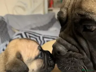 Bullmastiff dogs Bullmastiff Puppies - Advert 1