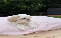 Shih Tzu dogs for sale: Stunning tiny imperial karashishi puppies - Image 16