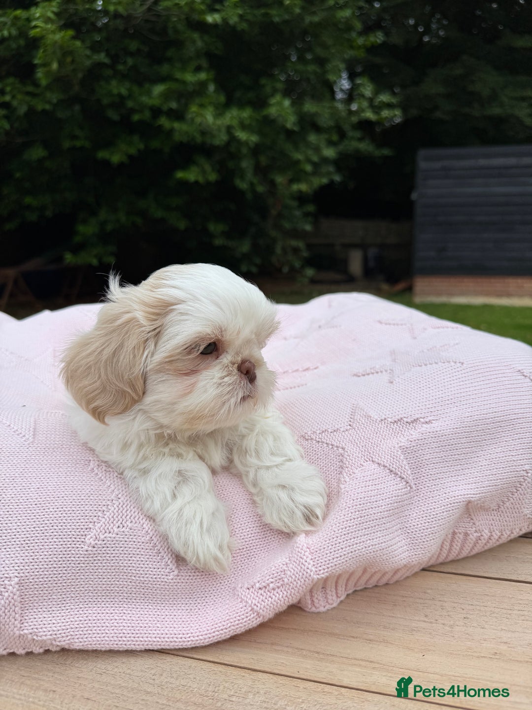 Shih Tzu dogs for sale: Stunning tiny imperial karashishi puppies - Image 16
