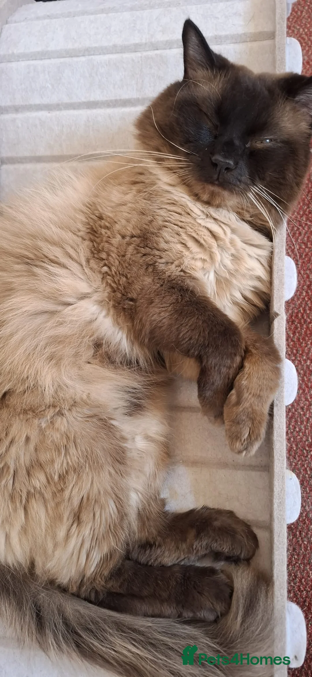 Ragdoll cats for sale: Gentle and loving purebred seal point Ragdoll - Advert 2