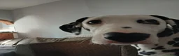 Dalmatian dogs for sale: Nila a lovely Dalmatian needs a good home in Worcester - Advert 6