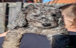 Australian Labradoodle dogs for sale: Ready Now !  Miniature Australian Labradoodles - Image 24