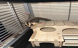 Sugar Glider rodents for sale: Classic Grey and Leucistic - Image 4
